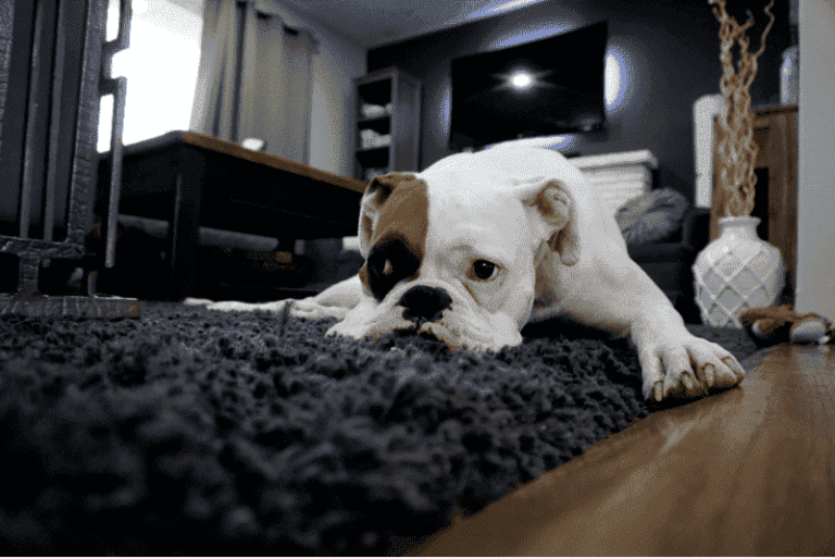 How To Get Dog Gland Smell Out Of Carpet Mop Pet Mat.