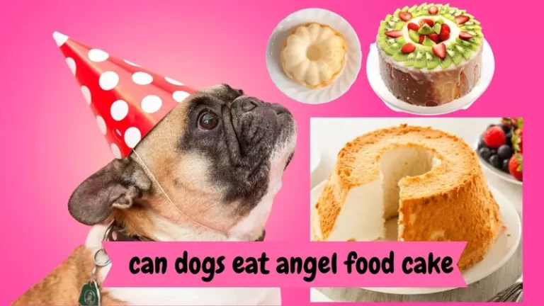 Can Dog Eat Angel Food Cake?
