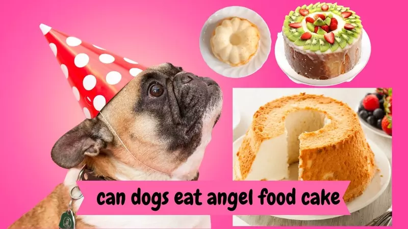 Can Dog Eat Angel Food Cake?