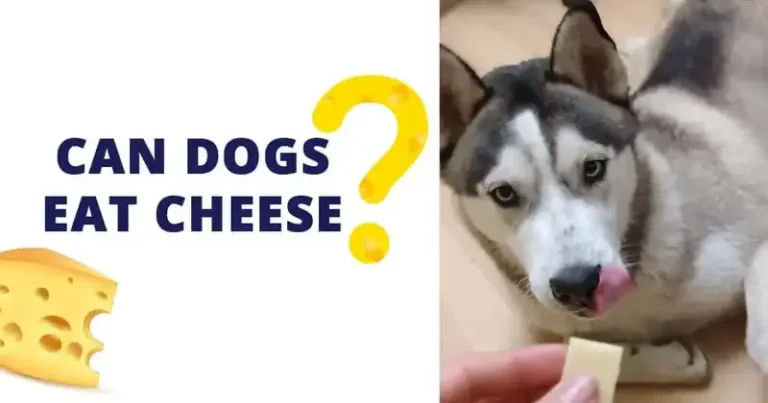 Can Dogs Eat Cheese Curds