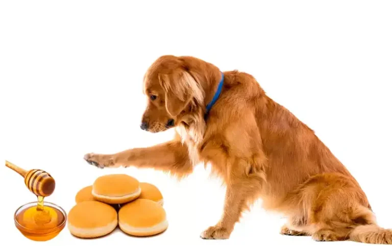 Can Dogs Have Honey Buns