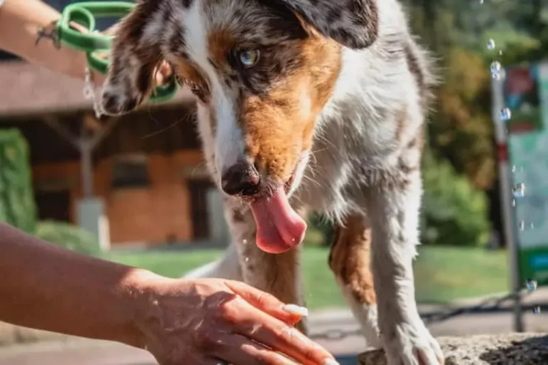 What Happens If Dog Tastes Human Blood