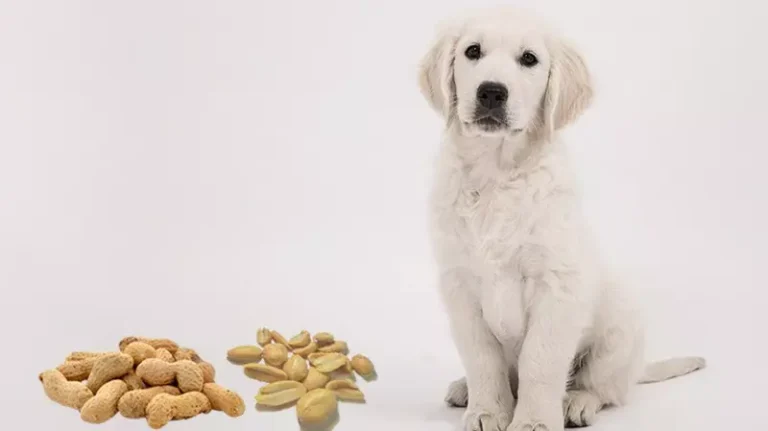 Can Dog Eat Peanut Brittle