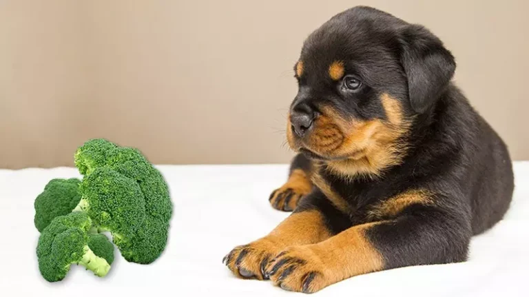 Can Dogs Eat Chinese Broccoli