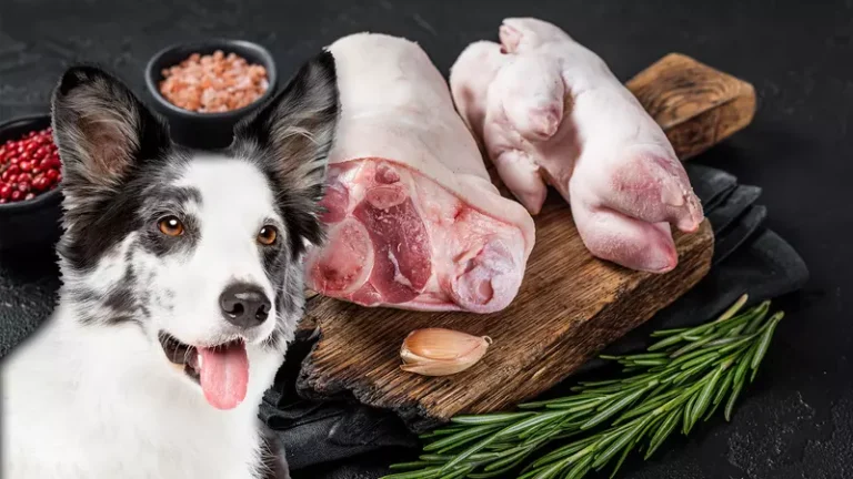 Can Dogs Eat Raw Pig Feet?