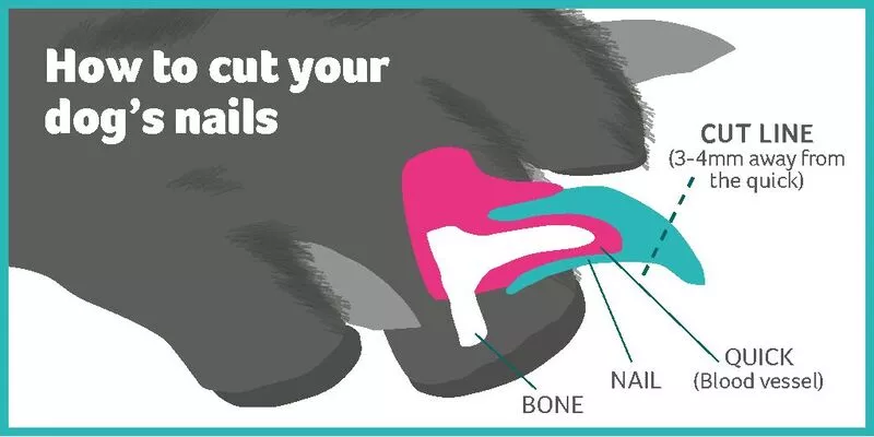 How To Trim Overgrown Dog Nails