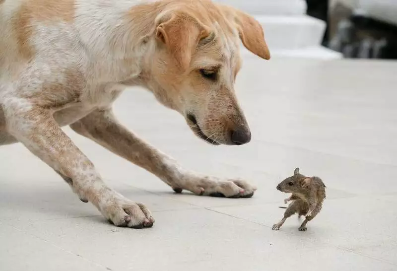 Preventing Your Dog from Eating Dead Mice