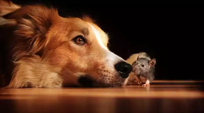 Risks of Your Dog Eating a Dead Mouse