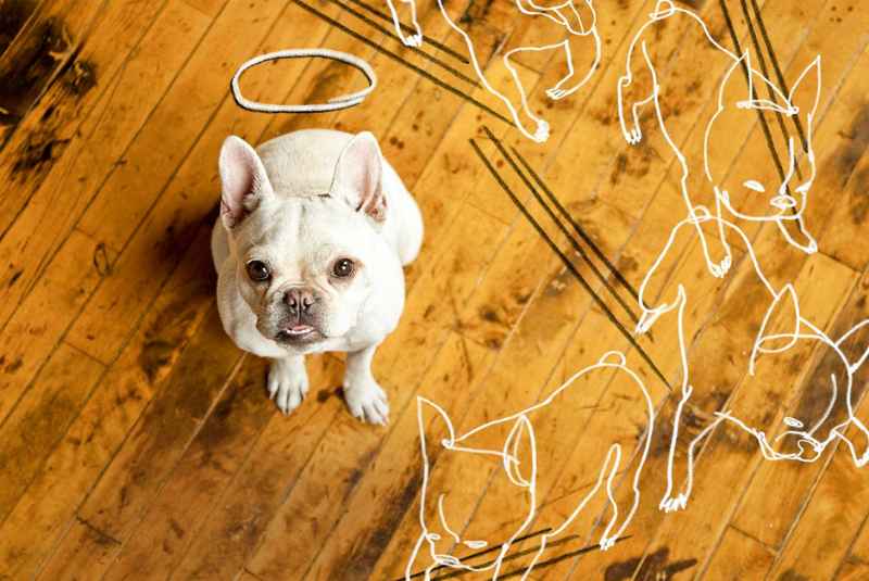 Preventing Dog Urine Damage to Your Wood Floors? Full Explanation