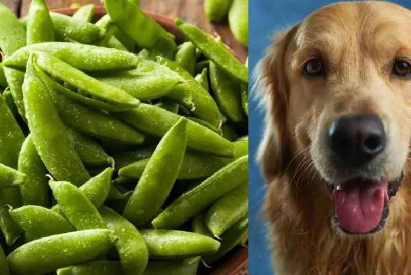 Are Sugar Snaps Safe for Dogs?