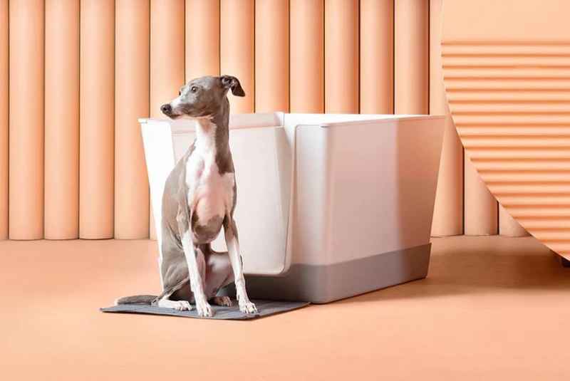 Why Do Dogs Urinate on Boxes? Unraveling the Canine Behavior