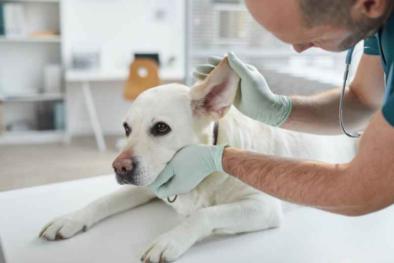 Factors to Consider Before Neutering