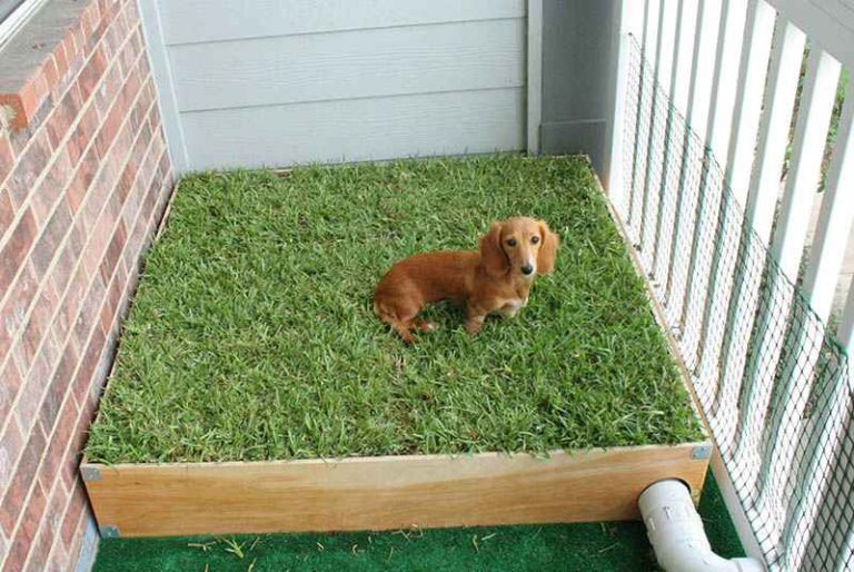 How to Make a Grass Dog Pee Pad?
