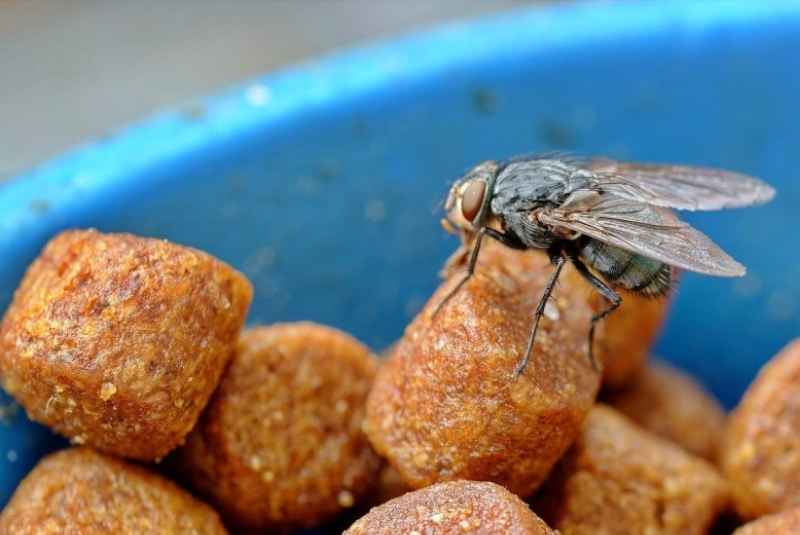 Do Flies Lay Eggs in Dog Food?