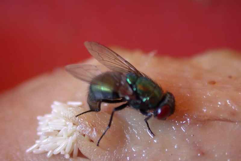 Understanding the Life Cycle of Flies