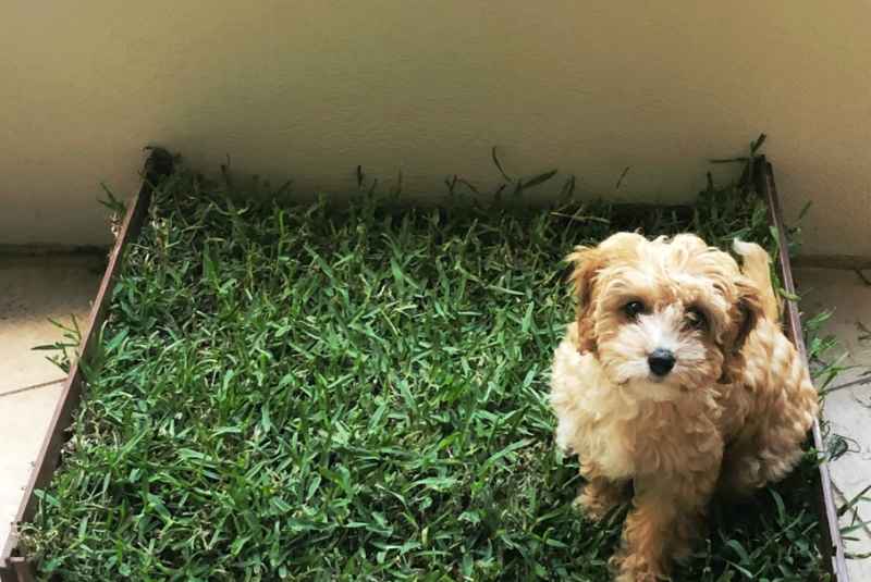 Step-by-Step Guide to Creating a Grass Dog Pee Pad