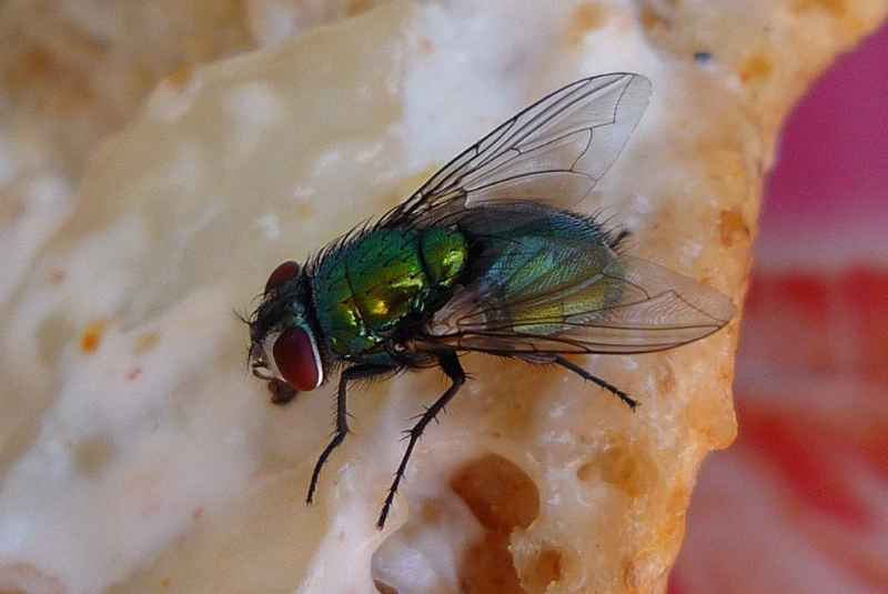 The Implications for Do Flies Lay Eggs in Dog Food?