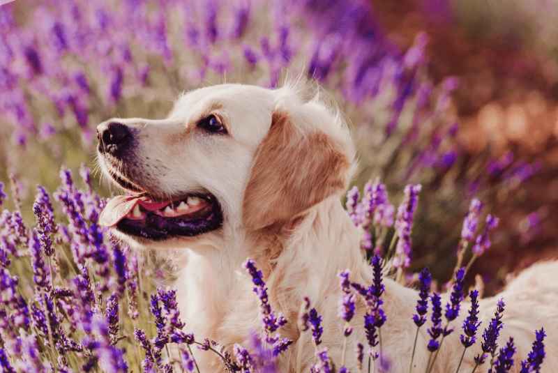 Symptoms of Essential Oil Poisoning in Dogs?