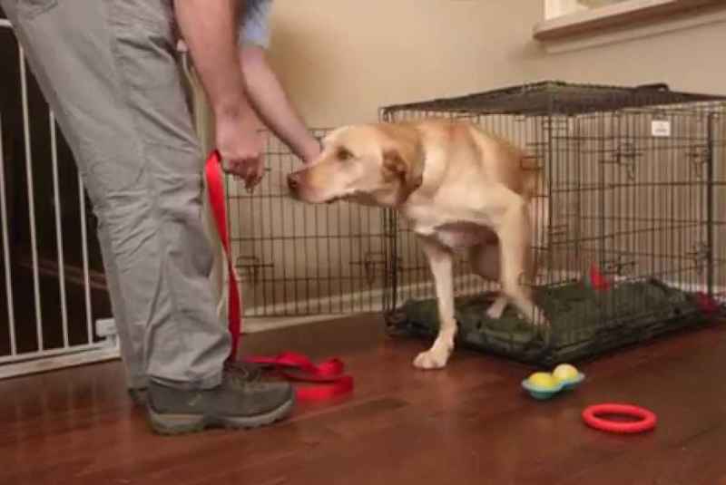 Crate Training an Adult Dog?