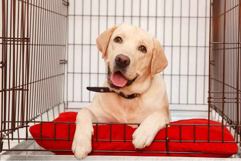 Crate Training an Older Dog with Separation Anxiety?