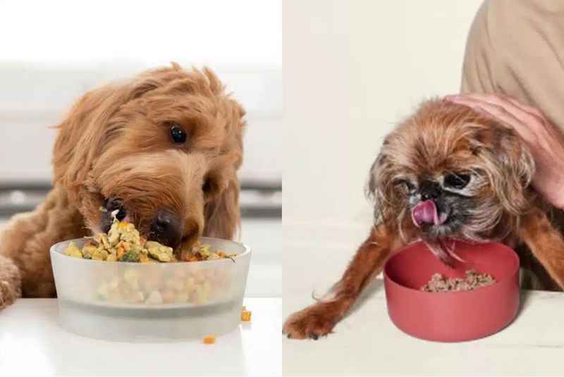 Factors Influencing Ollie Dog Food Pricing