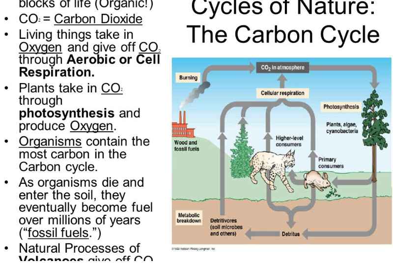 Carbon in Nature