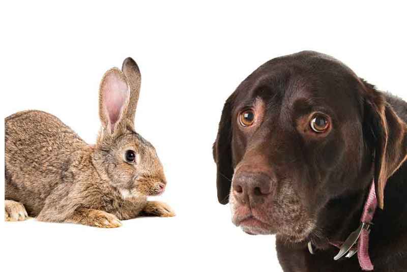 Can Dog Food Kill a Rabbit?