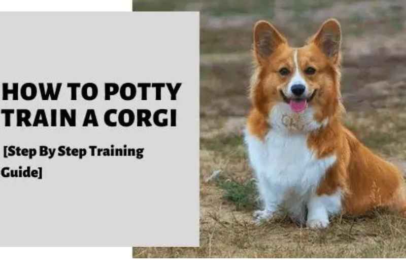 Potty Training an Older Corgi Dog?