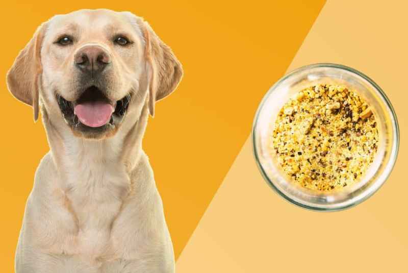 Signs of Lemon Pepper Poisoning in Dogs
