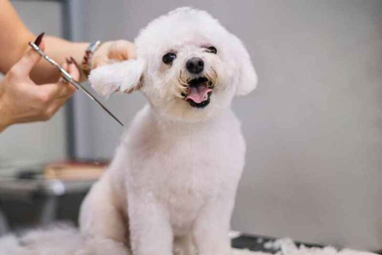 Teddy Bear Cut for Dogs?