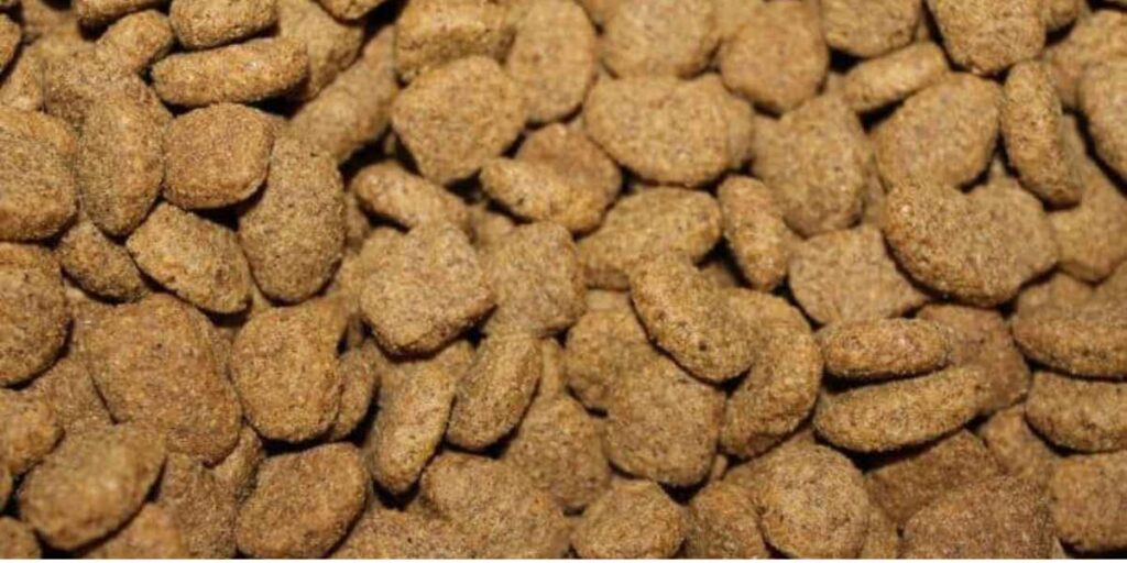 Can Humans Meet Their Nutritional Needs with Dog Food?